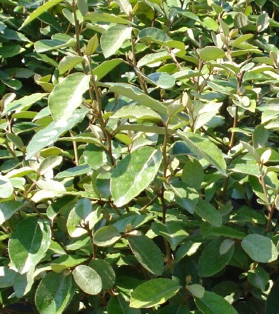 Russian-Olive Glen St. Mary